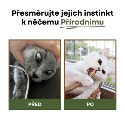 ZubníZázrak – Přírodní Dentální Tyčinky z Matatabi